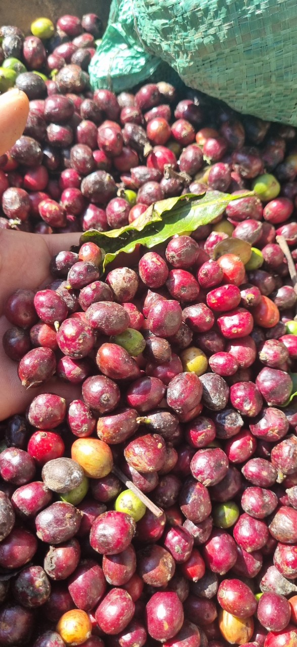 coirung.com