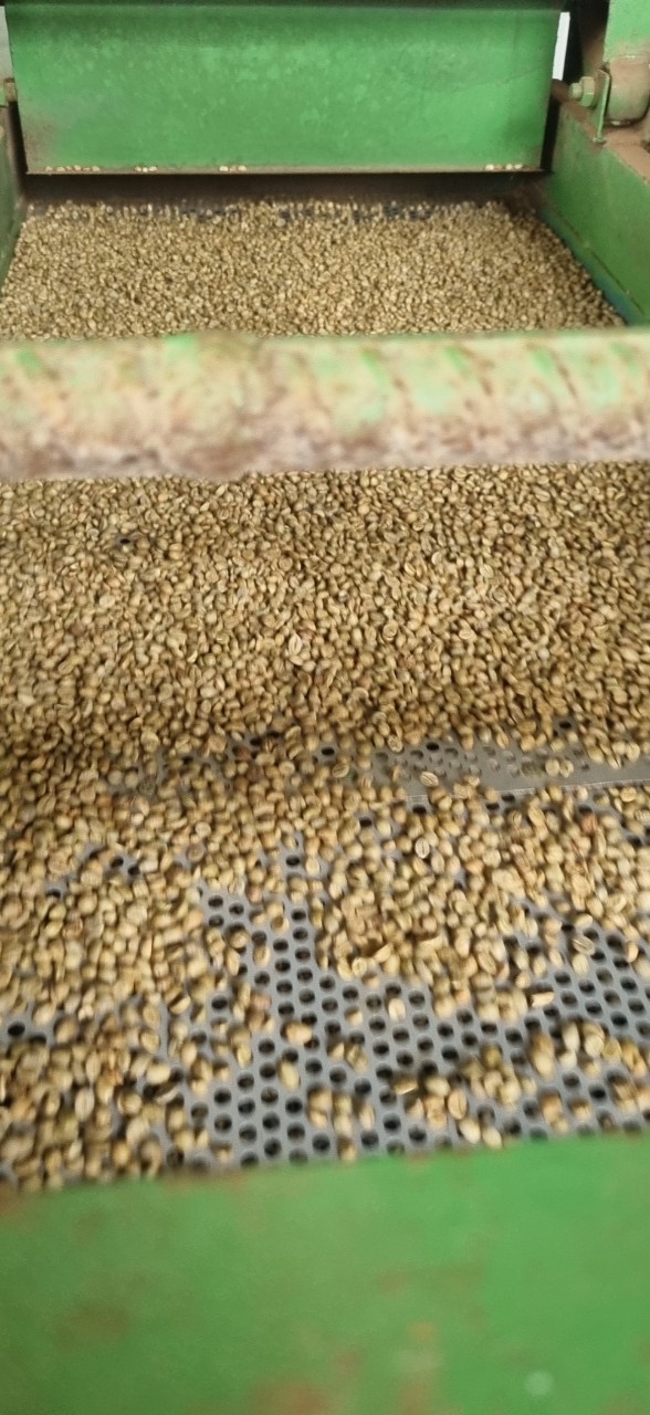 coirung.com