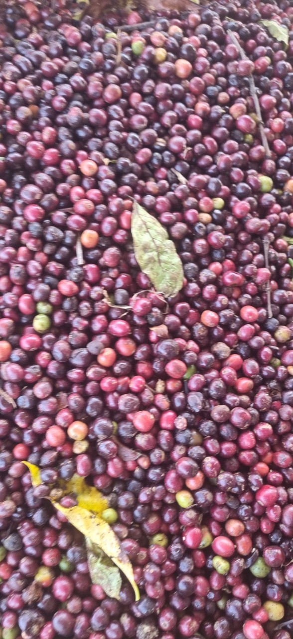 coirung.com