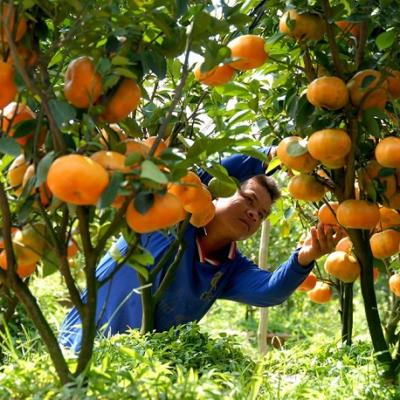 Trái cây miền Nam 6