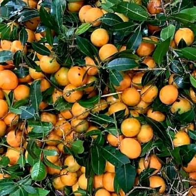 Trái cây miền Nam 8