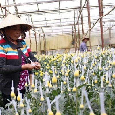 10 năm miệt mài xây dựng NTM: Lâm Đồng ngày càng khởi sắc