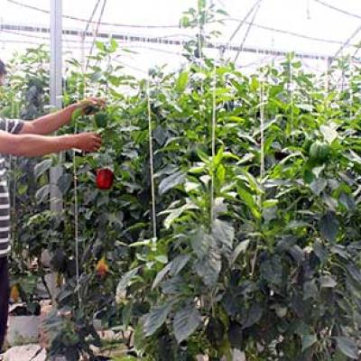 Không cần ra đồng, nhà nông vẫn châm phân, tưới nước cho cây ngon ơ