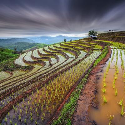 Ngạc nhiên trước cách người Thái làm nông nghiệp